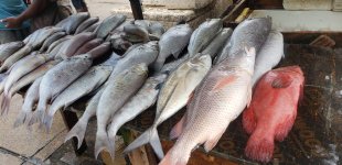4 Mzizima Fish Market.jpg 4 Mzizima Fish Market.jpg