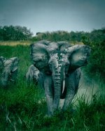 12 Elephant charge (photo by Dylan-Rose).jpg 12 Elephant charge (photo by Dylan-Rose).jpg