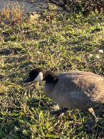 IMG_2075.jpeg