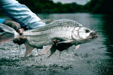 6 Tigerfish (photo by Dylan Rose).jpg 6 Tigerfish (photo by Dylan Rose).jpg