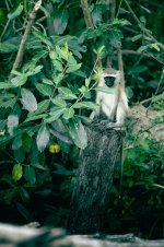 9 Vervet Mondey (photo by Dylan Rose).jpg 9 Vervet Mondey (photo by Dylan Rose).jpg