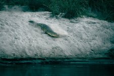 11 Crocodile (photo by Dylan Rose).jpg 11 Crocodile (photo by Dylan Rose).jpg