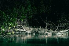 12 Crocodile (photo by Dylan Rose).jpg 12 Crocodile (photo by Dylan Rose).jpg