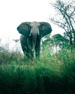 13 Elephant (photo by Dylan Rose).jpg 13 Elephant (photo by Dylan Rose).jpg