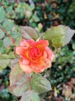IMG_20241211_105201060.jpg