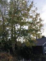 IMG_20241211_111240993.jpg