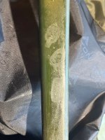 IMG_7307.jpeg