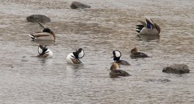 193-BY-Birds-121224.jpg