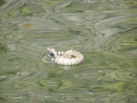 IMG_0294.jpeg