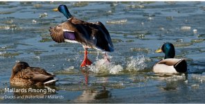 IMG_5900.jpeg