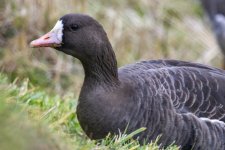 A10WhiteFrontedGooseAdult4147 copy.jpg A10WhiteFrontedGooseAdult4147 copy.jpg
