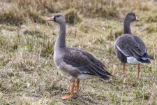 A11WhiteFrontedGooseJuvenile4108 copy.jpg A11WhiteFrontedGooseJuvenile4108 copy.jpg
