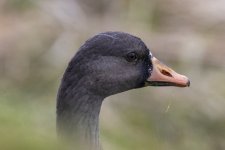 A12WhiteFrontedGooseJuvenile4143 copy.jpg A12WhiteFrontedGooseJuvenile4143 copy.jpg