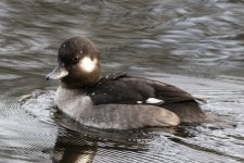 A13BuffleheadHen3189 copy.jpg A13BuffleheadHen3189 copy.jpg