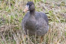 WhiteFrontedGooseJuvenile4160.jpg WhiteFrontedGooseJuvenile4160.jpg