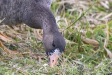WhiteFrontedGooseJuvenile4171.jpg WhiteFrontedGooseJuvenile4171.jpg
