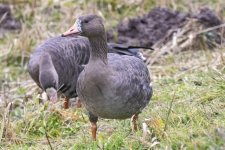 WhiteFrontedGooseJuvenile4187.jpg WhiteFrontedGooseJuvenile4187.jpg