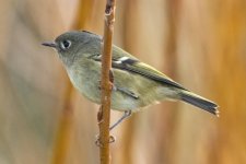 B02aRubyCrownedKinglet3289 copy.jpg B02aRubyCrownedKinglet3289 copy.jpg
