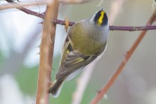 B03GoldenCrownedKinglet3899 copy.jpg B03GoldenCrownedKinglet3899 copy.jpg