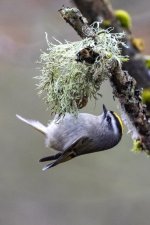 B03GoldenCrownedKinglet4009 copy.jpg B03GoldenCrownedKinglet4009 copy.jpg