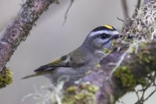 B03GoldenCrownedKinglet4286 copy.jpg B03GoldenCrownedKinglet4286 copy.jpg