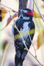B04DownyWoodpecker3566 copy.jpg B04DownyWoodpecker3566 copy.jpg