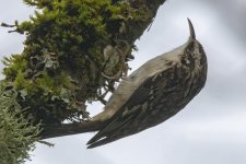 B06bBrownCreeper3954 copy.jpg B06bBrownCreeper3954 copy.jpg