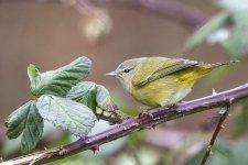 B06caOrangeCrownedWarbler4247 copy.jpg B06caOrangeCrownedWarbler4247 copy.jpg