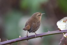 B08aPacificWren3934 copy.jpg B08aPacificWren3934 copy.jpg