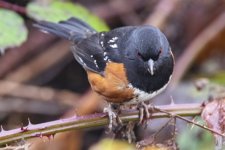 B09SpottedTowheeMale3940 copy.jpg B09SpottedTowheeMale3940 copy.jpg