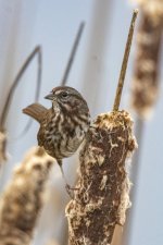 B10SongSparrow4124 copy.jpg B10SongSparrow4124 copy.jpg