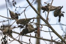 B11PineSiskins4213 copy.jpg B11PineSiskins4213 copy.jpg