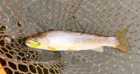 IMG_6459.jpeg IMG_6459.jpeg