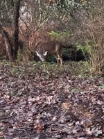 IMG_8556.jpeg