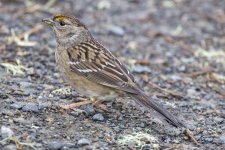 C01GoldenCrownedSparrow4315 copy.jpg C01GoldenCrownedSparrow4315 copy.jpg