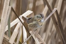 C04LincolnSparrow4131 copy.jpg C04LincolnSparrow4131 copy.jpg