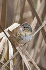 C05LincolnSparrow4132 copy.jpg C05LincolnSparrow4132 copy.jpg