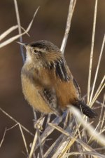 C06MarshWren3626 copy.jpg C06MarshWren3626 copy.jpg