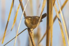 C07MarshWren3889 copy.jpg C07MarshWren3889 copy.jpg