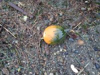 IMG_0150.jpeg
