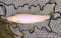 IMG_6518.jpeg IMG_6518.jpeg