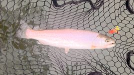 IMG_6514.jpeg IMG_6514.jpeg