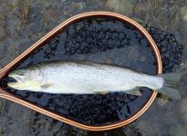 IMG_0269.jpeg IMG_0269.jpeg