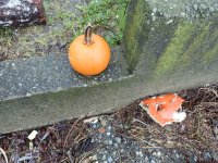 IMG_0251.jpeg