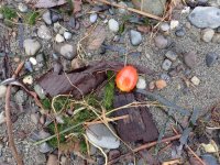 IMG_0250.jpeg