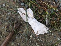 IMG_0245.jpeg