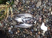 IMG_0286.jpeg