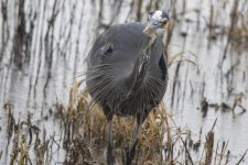 A01GreatBlueHeronWPlumes4444.jpg