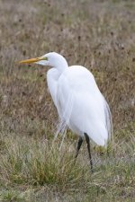 A02GreatEgretWPlumes4523.jpg