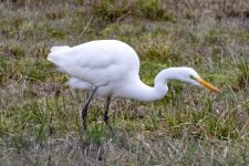 A03GreatEgret4528.jpg